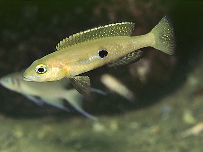 Lepidiolamprologus attenuatus 'Kambwimba'